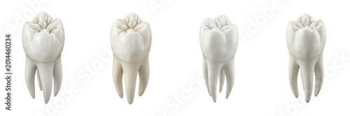 Bild auf Leinwand Set of Human Molar Tooth PNG