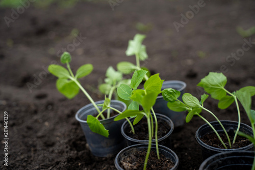 Obraz na płótnie Close up of young cucumber seedlings in plastic pots on dark soil, prepared for transplanting in a garden bed