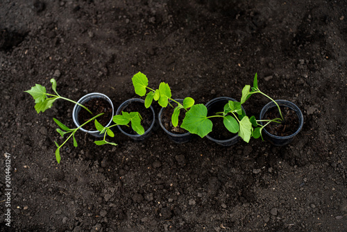 Fotografie Young cucumber seedlings in plastic pots arranged on dark prepared soil before transplanting in a garden bed