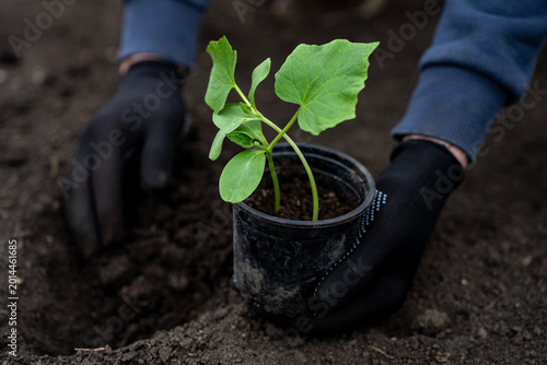 Foto Gardener in gloves planting a young cucumber seedling from a pot into dark soil in a garden bed