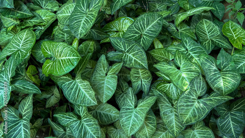 Dense Syngonium podophyllum ground cover with varied green leaves and bright white veins, symbolizing tropical freshness and abundance, ideal for landscaping and biophilic design content.