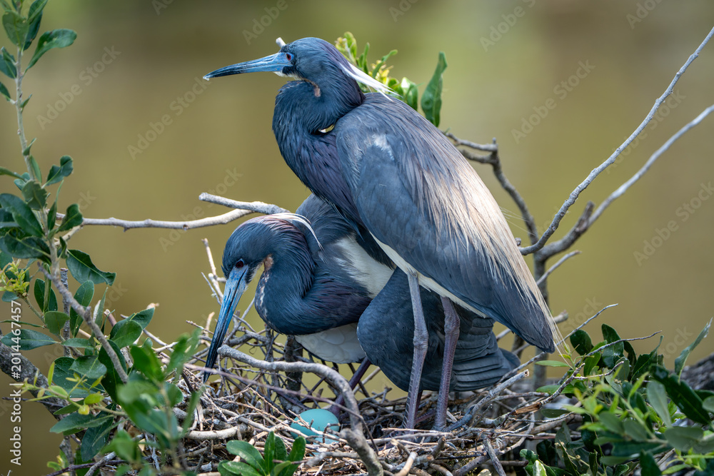 Fototapeta premium Pair of Tricolored Herons Standing Guard over Eggs in Nest