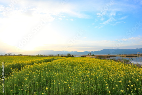 福島潟に広がる菜の花畑の朝景（新潟県新潟市北区）