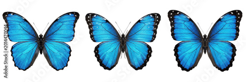 Fotografía Set and collection of blue morpho butterfly isolated on white background
