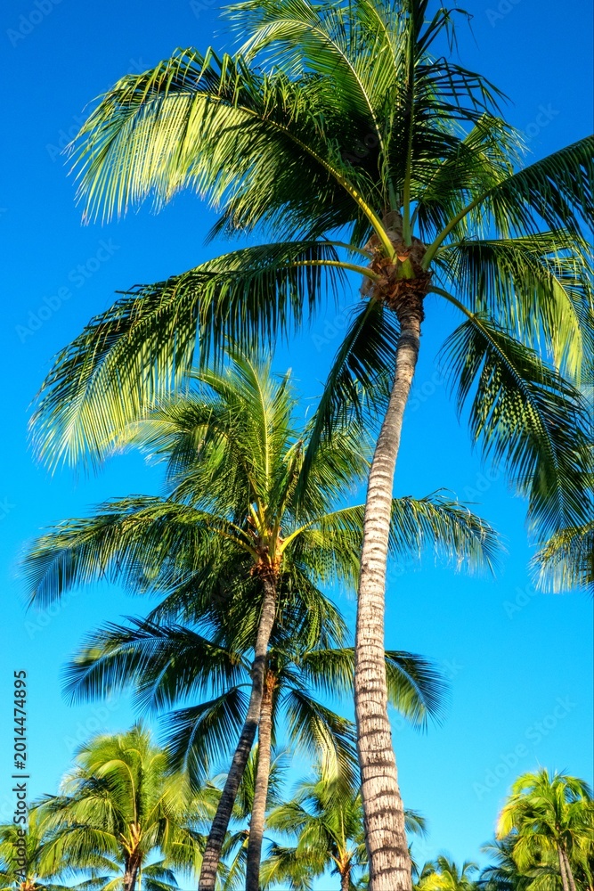 Fototapeta premium Towering Tropical Palm Trees Reaching Into Brilliant Blue Summer Sky Above