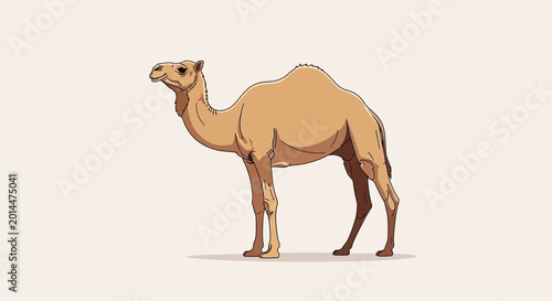 Photography Desert Camel Illustration