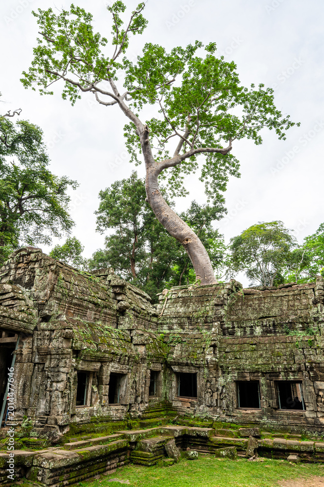 Fototapeta premium Monumental tree on the ruins of Ta Prohm Temple