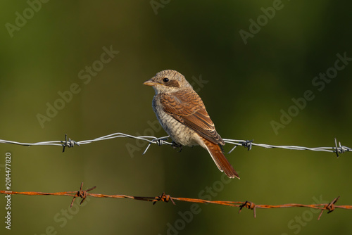 Schilderij op canvas A red-backed shrike sitting on barbed wire