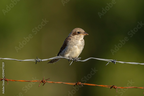 Photos A red-backed shrike sitting on barbed wire