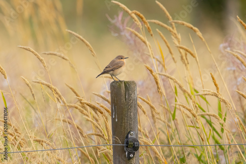 Fotografía A female northern wheatear (Oenanthe oenanthe) in Finland.