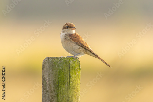 Fotografía A red-backed shrike on agricultural land in Finland.