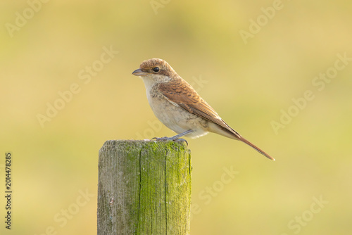 Photos A red-backed shrike on agricultural land in Finland.