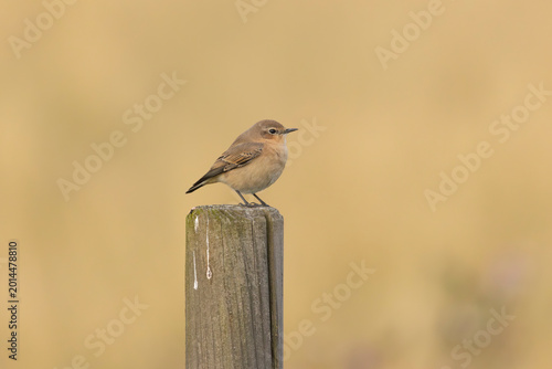 Foto A female northern wheatear (Oenanthe oenanthe) in Finland.