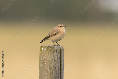 Photos A female northern wheatear (Oenanthe oenanthe) in Finland.
