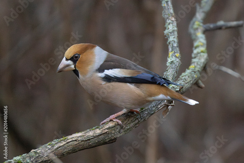 Photography A hawfinch in Finlandbird, nature, wildlife, animal, beak, wild, branch, blue, t