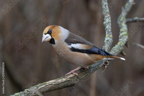 Photography A hawfinch in Finland