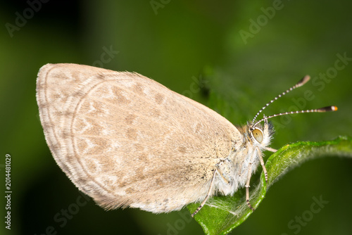 Obraz na płótnie Close up of Common grass blue butterfly