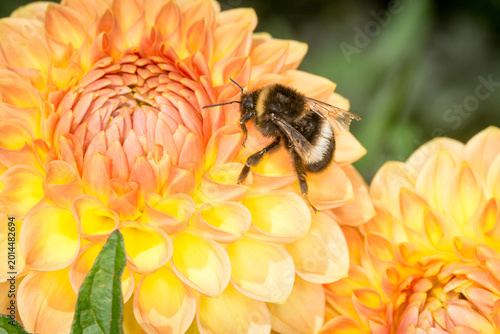 Bilde på lerret close up of a bumble bee collecting nectar from a flower