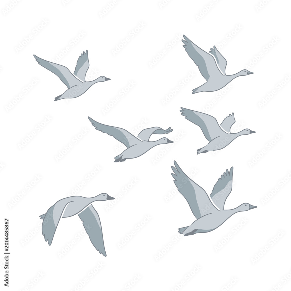 Obraz premium Flock of Geese Flying in Formation