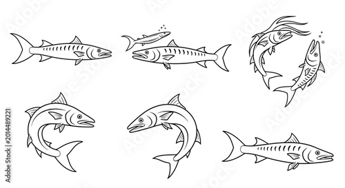 Barracuda fish set in various swimming poses line art illustration