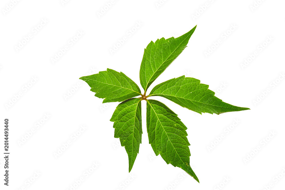 Fototapeta premium Single Green Leaf Cut Out Isolated