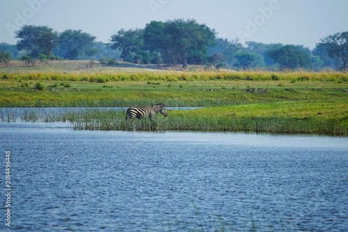 A single zebra carefully crosses the waters of the Okavango River, surrounded by the lush green landscape of the African wilderness. The calm scene captures the beauty of wildlife in its natural habit