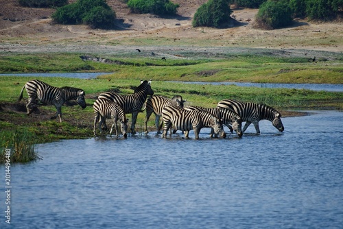 Herd of zebras drinking and grazing in shallow water at Chobe National Park, captured in a peaceful African safari scene with blue water, green wetlands, and natural wildlife habitat under bright dayl