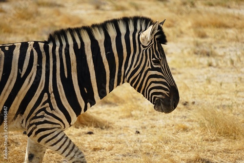 Canvas Print A close-up portrait of a zebra with its characteristic black-and-white striped coat
