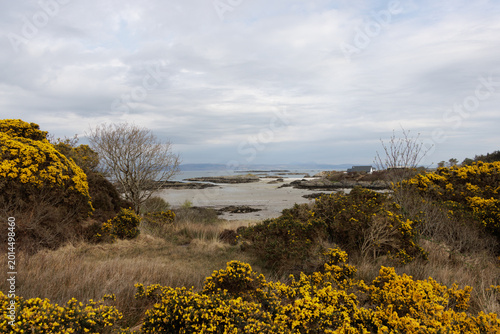 Foto Yellow gorse flowers growing by Scottish beach landscape in May