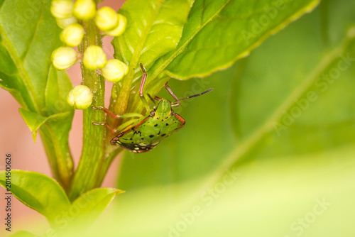 Close up of Nezara viridula, commonly known as the southern green stink bug (USA), southern green shield bug (UK) or green vegetable bug (Australia and New Zealand), which is a plant-feeding stink bug