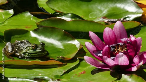 The Frog and the Lotus blossom