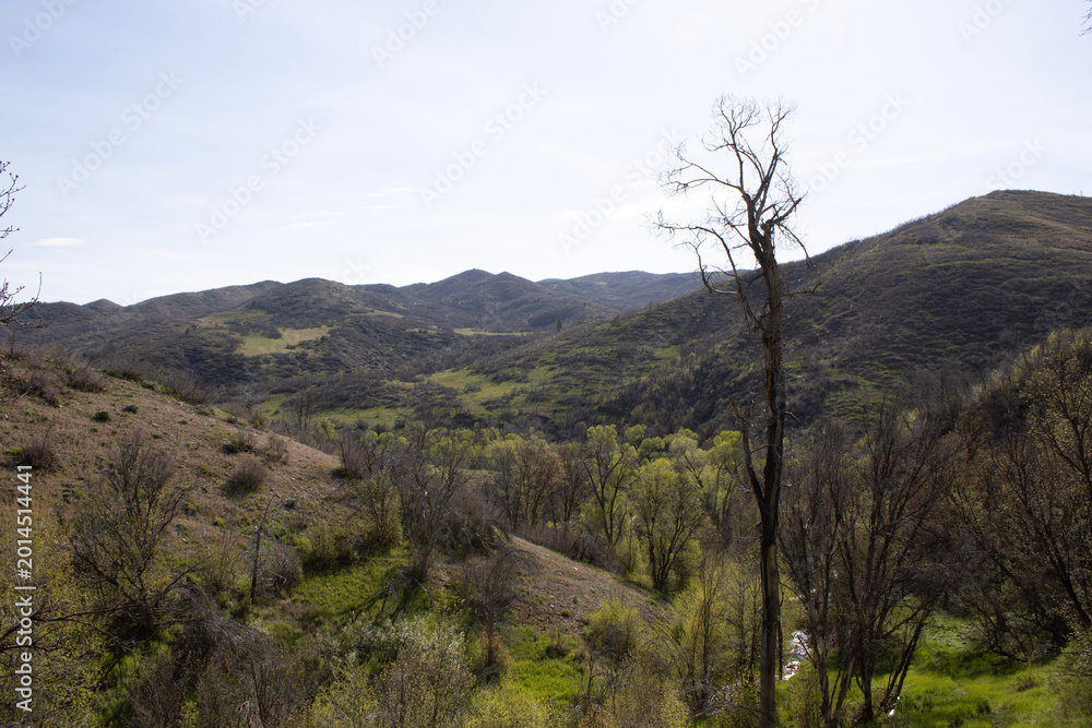 Fototapeta premium Dead tree overlooking recovering western mountain valley landscape