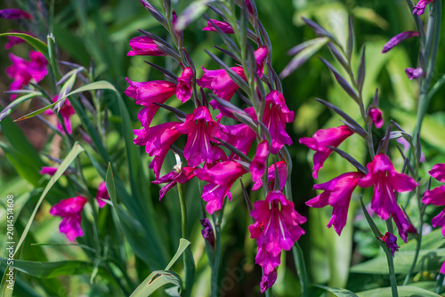 Photos Botanical close-up of Byzantine Gladiolus with multiple bright pink flowers in bloom