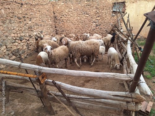 sheep and lambs