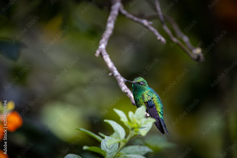Obraz premium Esmeralda Piquiroja - Red-billed Emerald - Chlorostilbon gibsoni (CE)