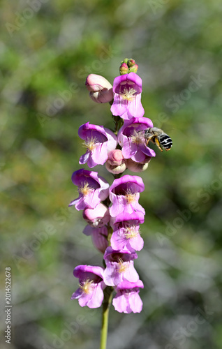 A bee visits a blooming Scented Penstemon (Penstemon palmeri) wildflower in the high desert of Nevada.
