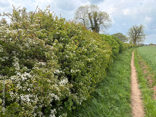 Hawthorn hedge in flower next to a rural public footpath in May, North Yorkshire, England, United Kingdom