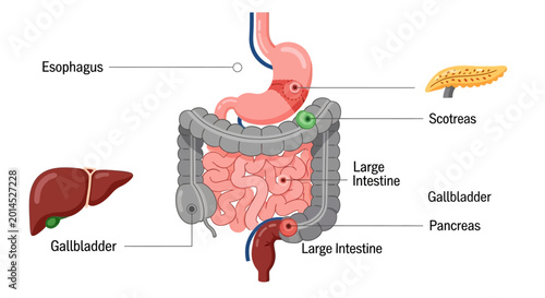 Foto Anatomical illustration of the human digestive system with labeled organs