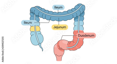 Photos Medical illustration showing sections of the human small intestine duodenum jeju