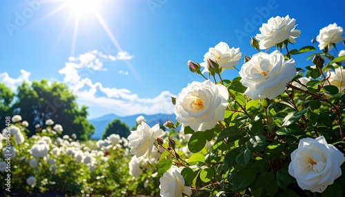 A field of beautiful white roses blooming under a bright sunny blue sky with green trees and mountains in the background.