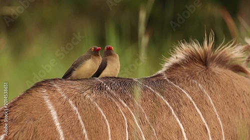 Close up of red billed oxpecker eating parasites from greater kudu antelope in African savanna, detailed wildlife interaction between bird and mammal in natural safari reserve habitat