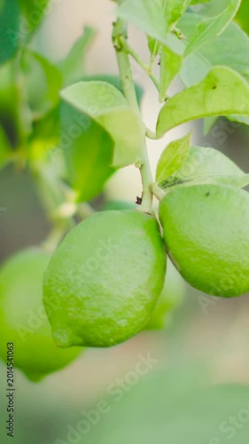 Vertical video: Swaying two green lemons in gentle breeze in garden, camera panning showing insect