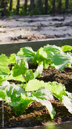 Vertical video: Panning camera left showing greens in raised bed, sunlit leaves to show texture