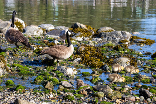 A family of Canada Geese with goslings walking across moss-covered rocks on Bowen Island Canada