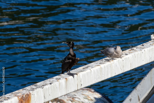 Photos Pelagic Cormorant and a gull perched on a white pier railing against blue water