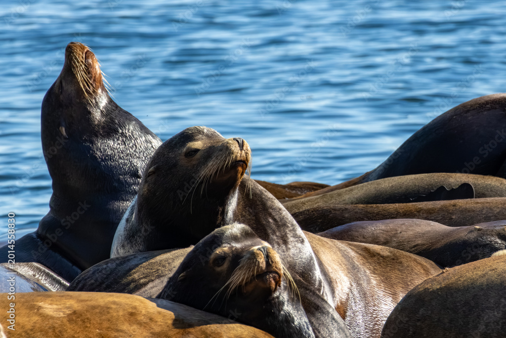 Fototapeta premium California sea lions Zalophus californianus huddling and looking upward while resting on a platform at Bowen Island British Columbia Canada