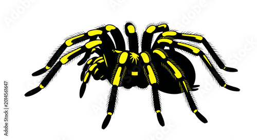 Canvastavla Tarantula Spider Isolated on White Background, Black and Yellow Stripped Legs