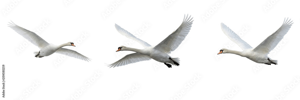 Obraz premium Graceful White Swan Flying PNG, Isolated Water Bird Wings Spread, Realistic Nature Wildlife Cutout, Transparent Background.