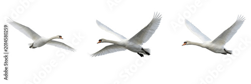Принти на полотні Graceful White Swan Flying PNG, Isolated Water Bird Wings Spread, Realistic Nature Wildlife Cutout, Transparent Background