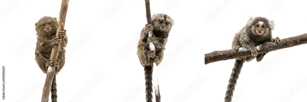 Fototapeta premium Cute Sloth Climbing Branch Isolated PNG Transparent Background Realistic Tropical Animal Clipart for Wildlife Nature and Jungle Design